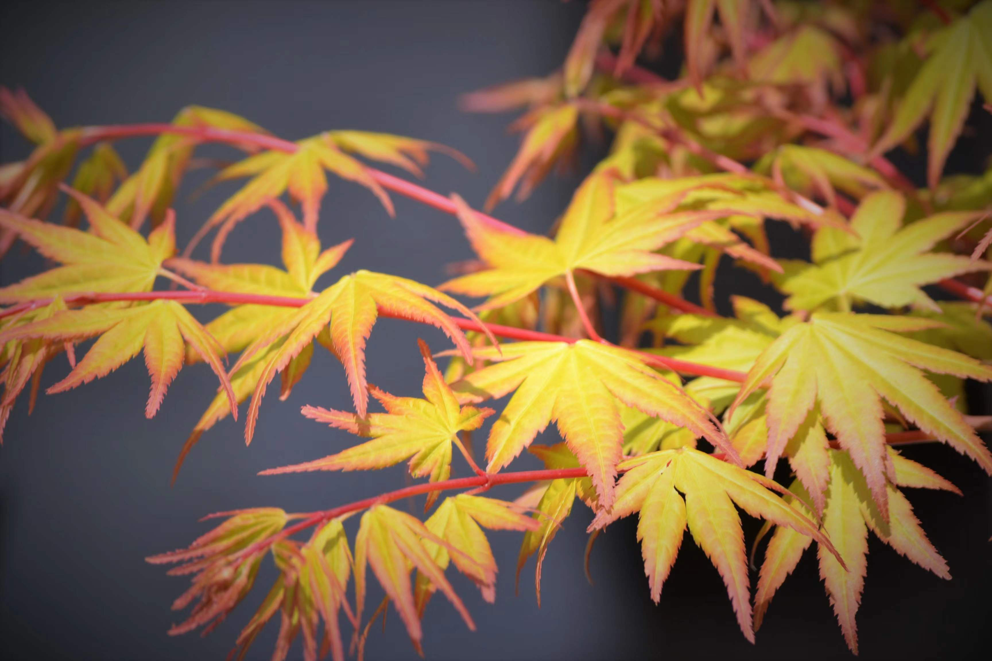 �׾�������(rayban)-����Ծ���ȫ����Ӿ�����Ѷ