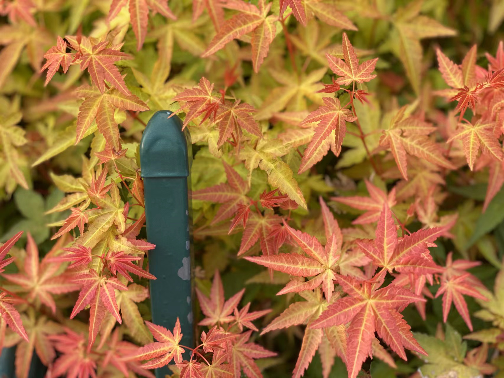 �׾�������(rayban)-����Ծ���ȫ����Ӿ�����Ѷ