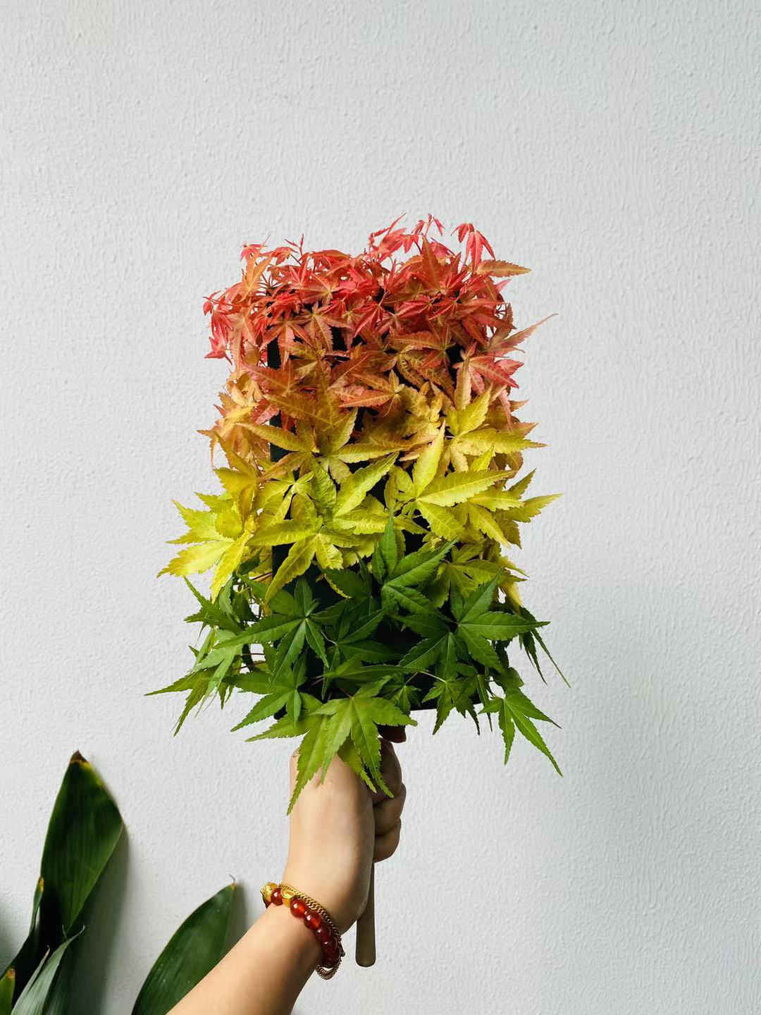 �׾�������(rayban)-����Ծ���ȫ����Ӿ�����Ѷ