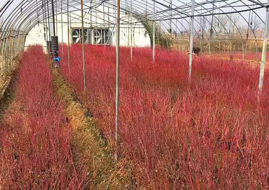 �׾�������(rayban)-����Ծ���ȫ����Ӿ�����Ѷ