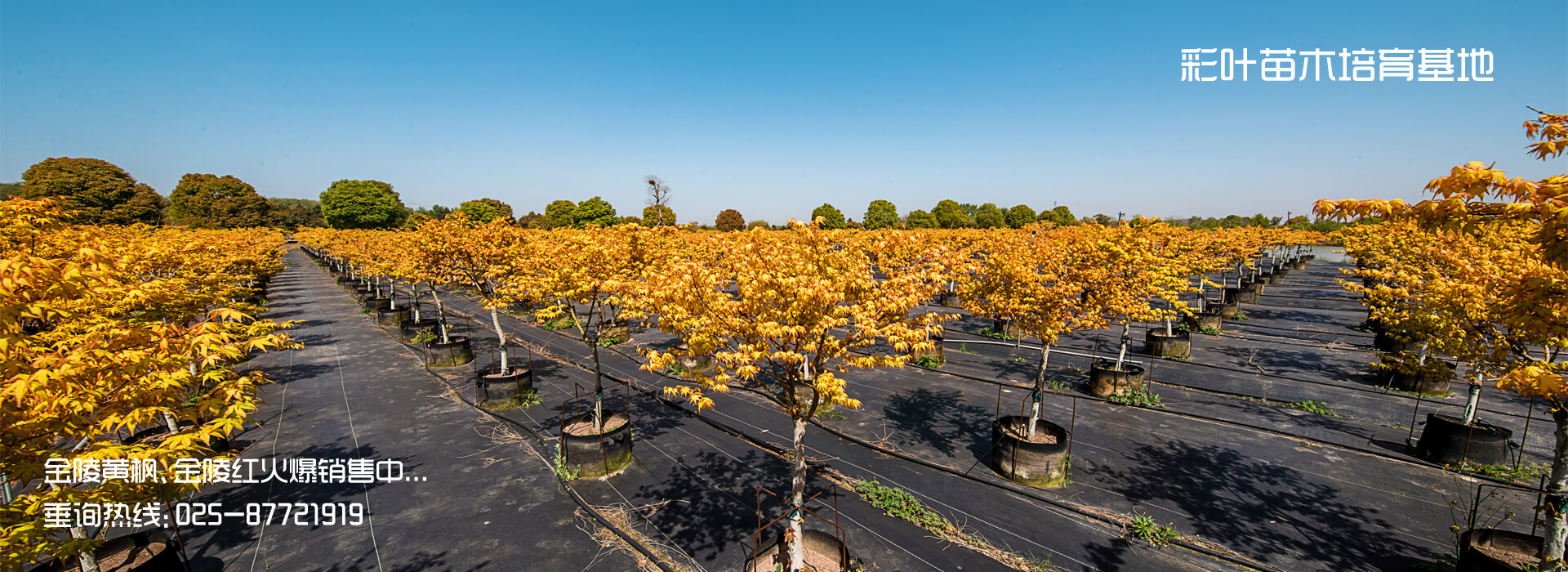 �׾�������(rayban)-����Ծ���ȫ����Ӿ�����Ѷ