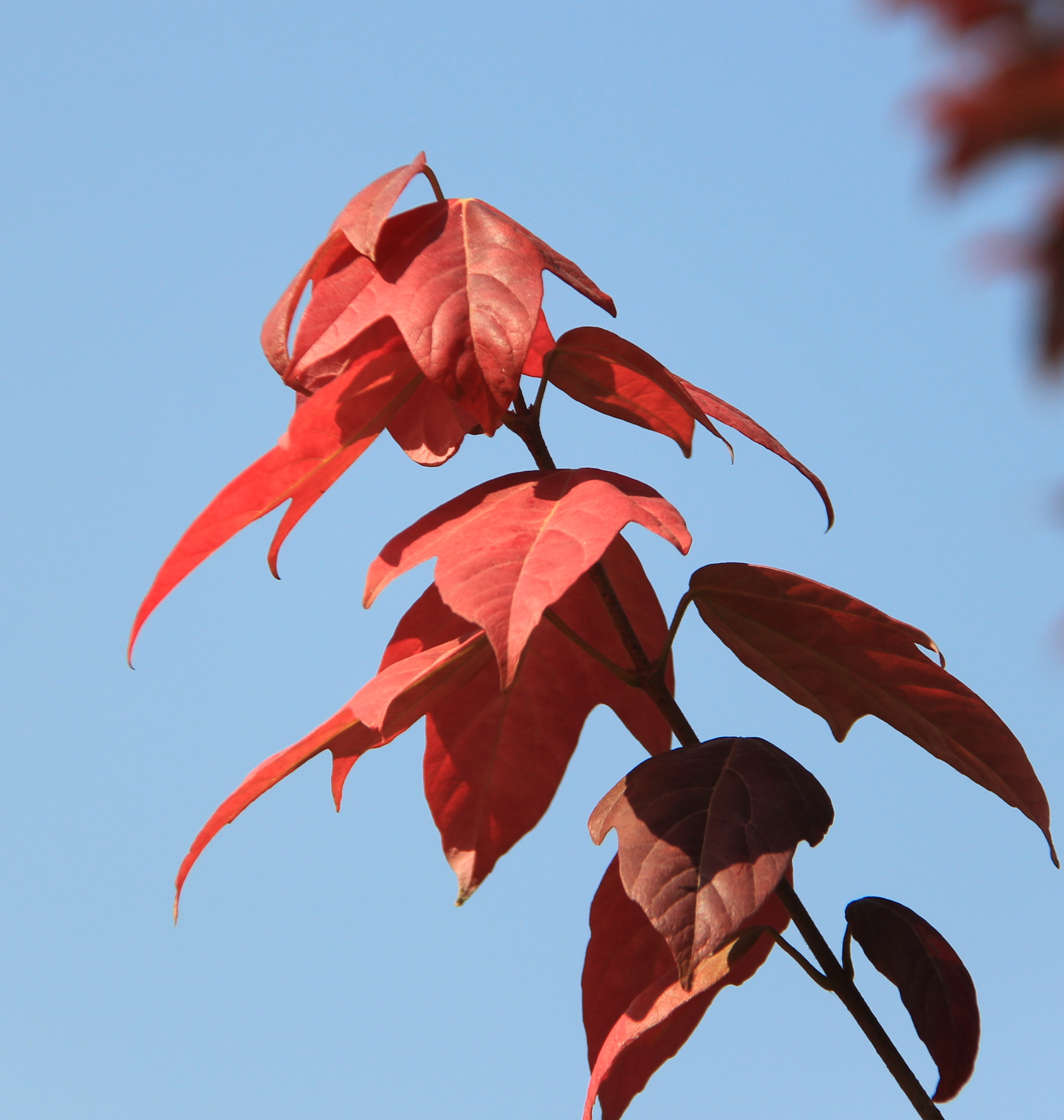 �׾�������(rayban)-����Ծ���ȫ����Ӿ�����Ѷ